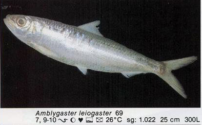 Amblygaster leiogaster